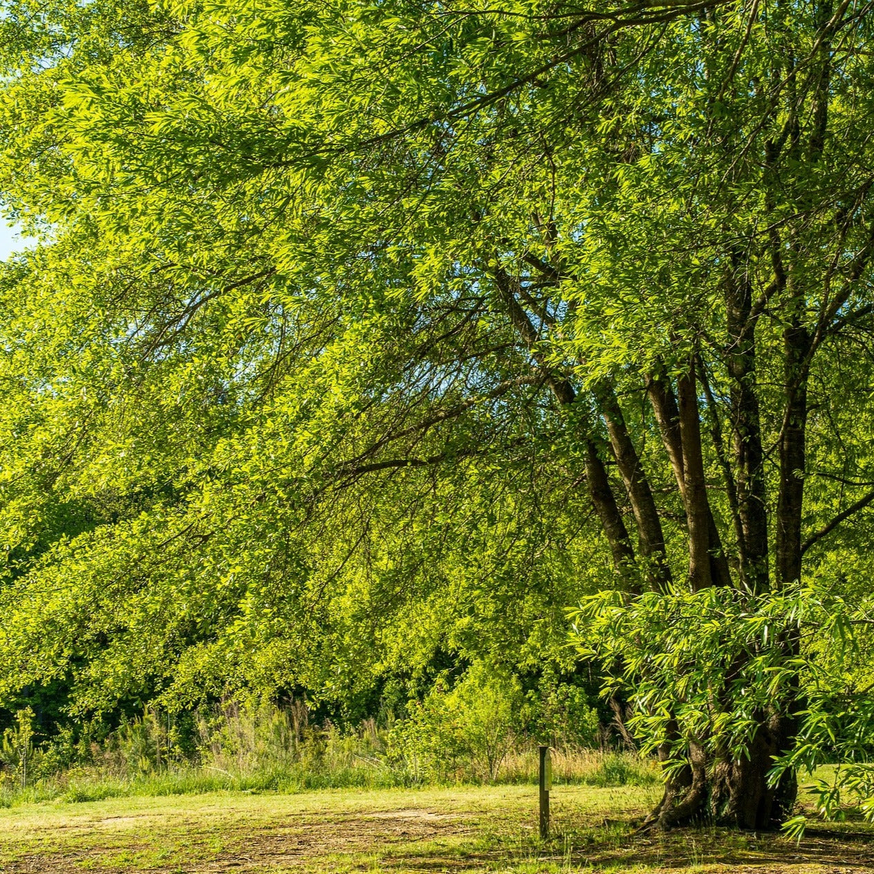 Walnut tree (Juglans Regia)