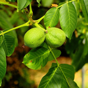 Walnut tree (Juglans Regia)