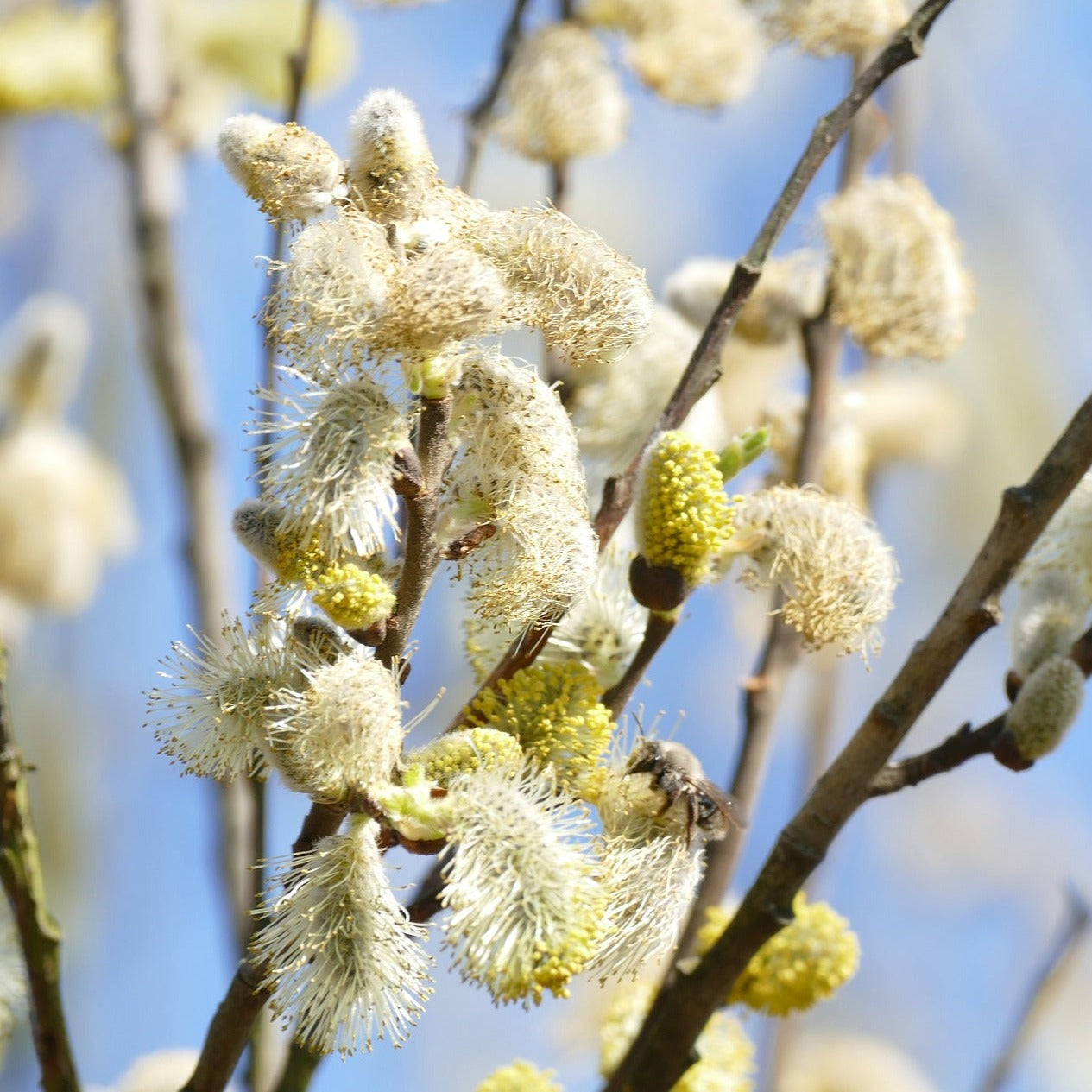 White Willow (Salix alba) 100 cm